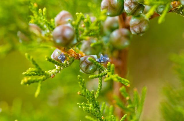 Sardinian juniper branch with berries