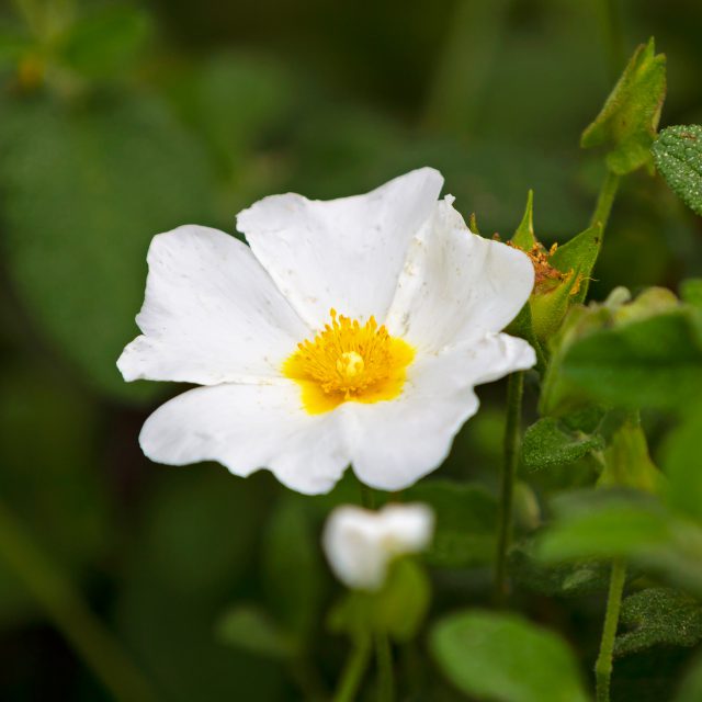 White cistus flower in Sardinia