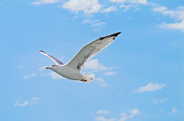 Seagull in flight in the Cala Ginepro sky