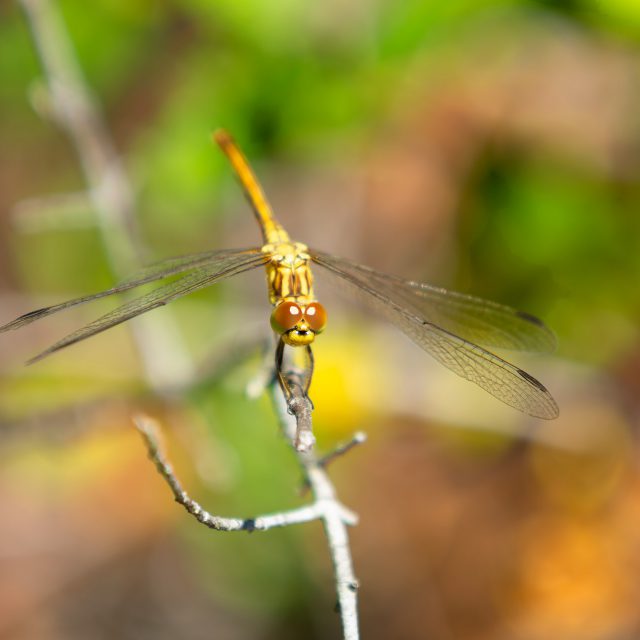 Dragonfly resting on a branch in Sardinia