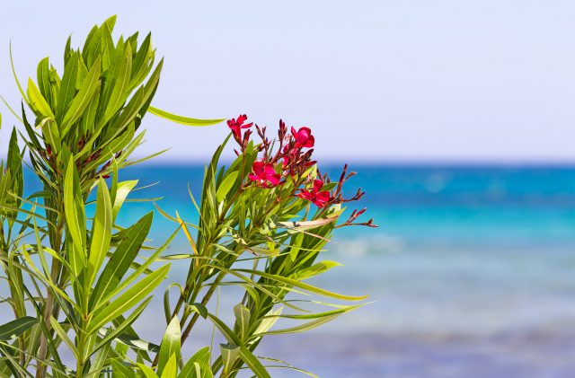 Oleander flowers in Sardinia, in front of the sea
