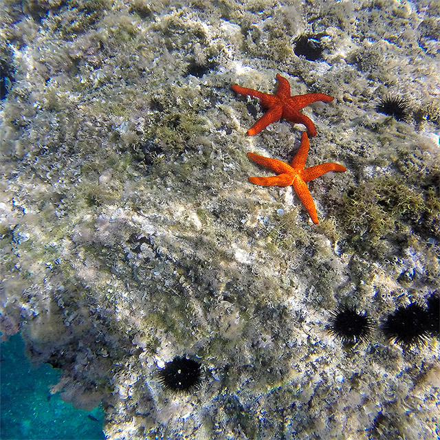 Starfish in Sardinia