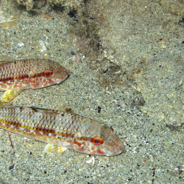 Mullets in the sea of Cala Ginepro