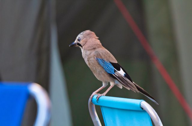 Ghiandaia al Camping Cala Ginepro, con la caratteristica piuma azzurra